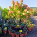 Hortenzia metlinatá (Hydrangea paniculata) 'LIMELIGHT'® - výška 150-170 cm, kont. C45L - VIACKMENNÁ
